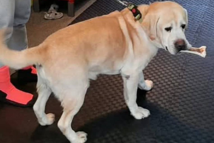 Biszkopt, labrador w potrzebie