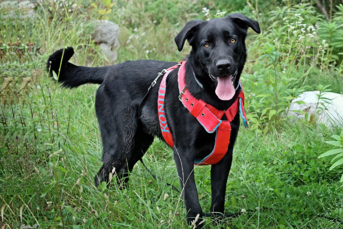 Lucek do adopcji