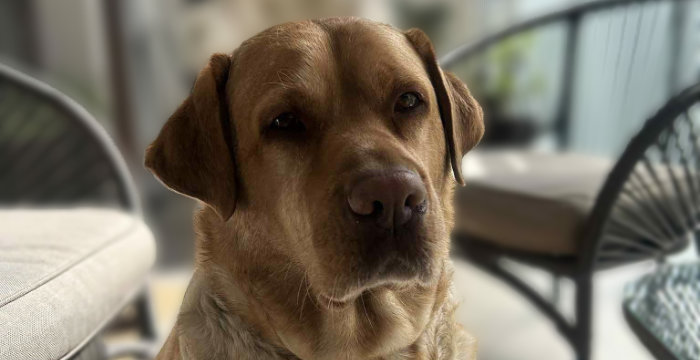Aksa, labradorka do adopcji