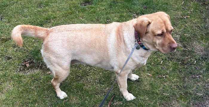 Aksa, labradorka do adopcji