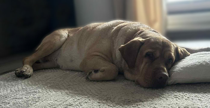 Aksa, labradorka do adopcji