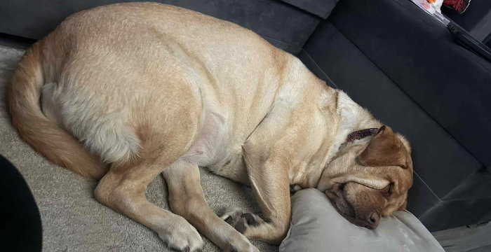 Aksa, labradorka do adopcji