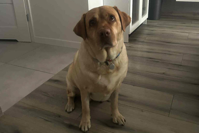 Aksa, labradorka do adopcji