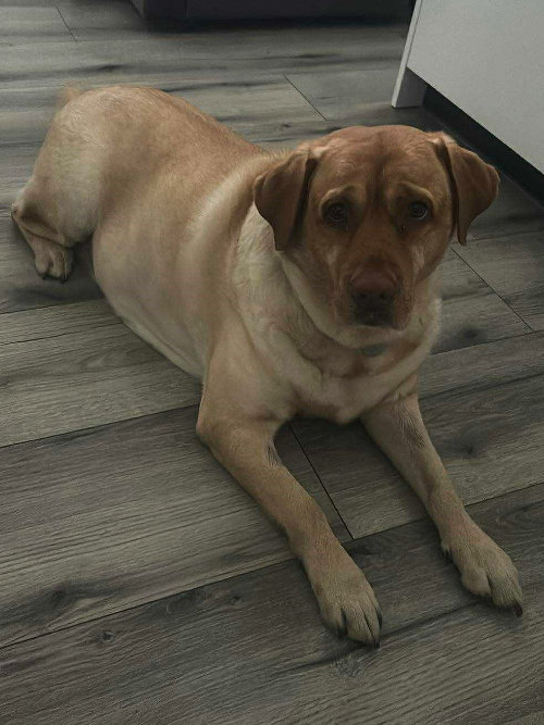 Aksa, labradorka do adopcji