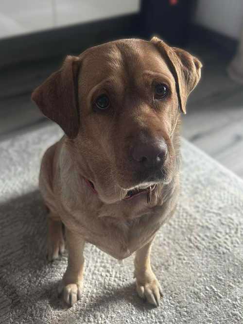 Aksa, labradorka do adopcji