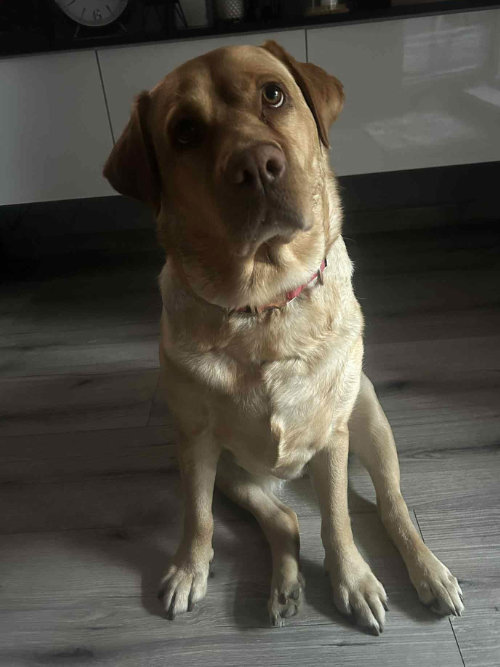 Aksa, labradorka do adopcji