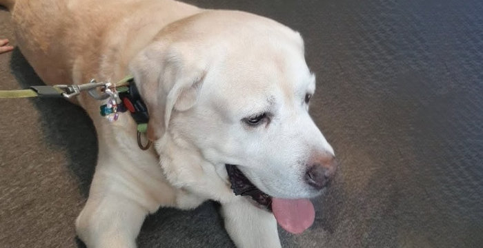 Biszkopt, labrador w potrzebie