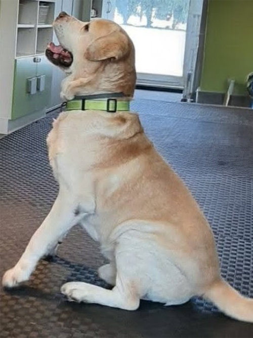 Biszkopt, labrador w potrzebie