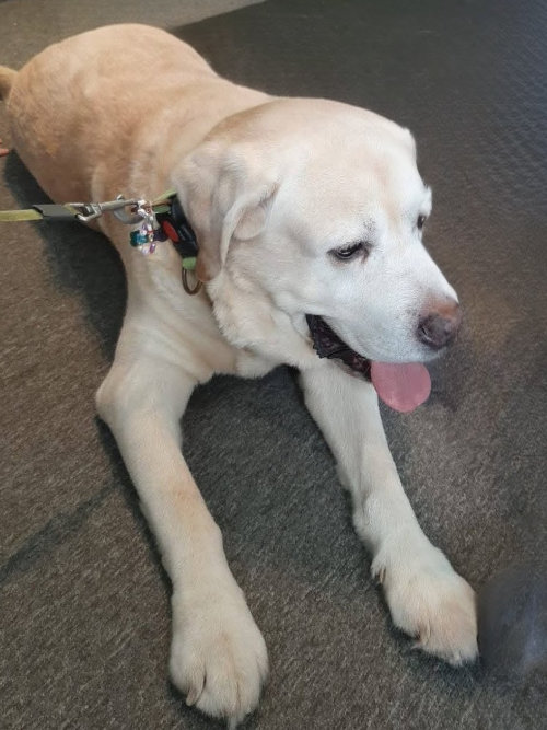 Biszkopt, labrador w potrzebie