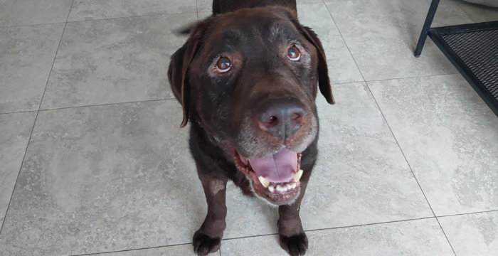 Cynamon, labrador do adopcji