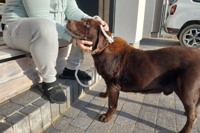 Cynamon, labrador do adopcji