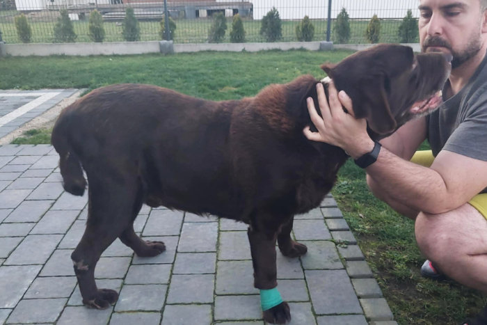 Cynamon, labrador do adopcji