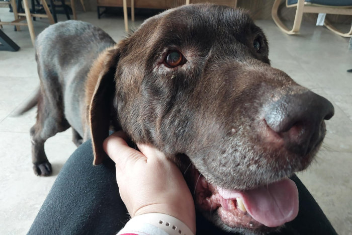 Cynamon, labrador do adopcji