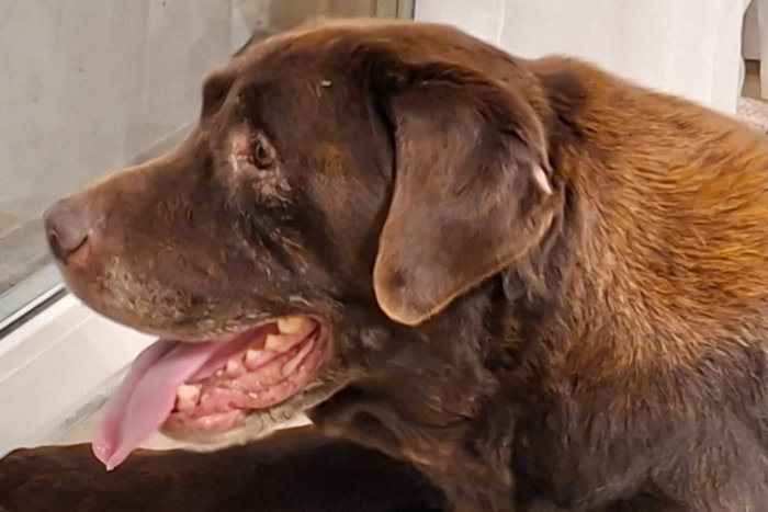 Cynamon, labrador do adopcji