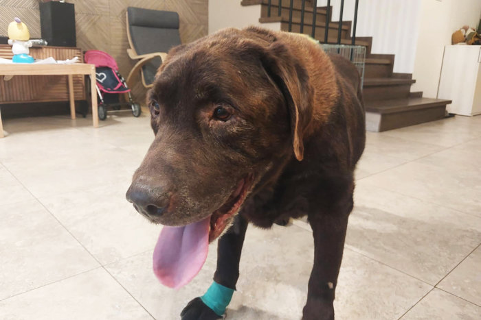 Cynamon, labrador do adopcji