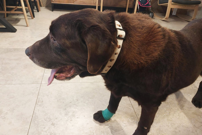 Cynamon, labrador do adopcji