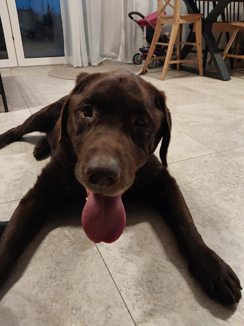 Cynamon, labrador do adopcji