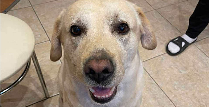 Jasper, labrador do adopcji