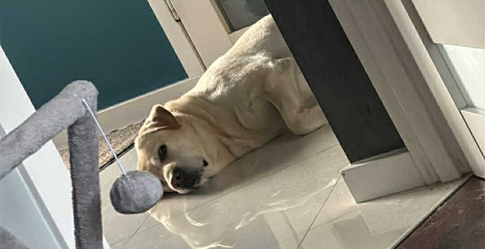Jasper, labrador do adopcji