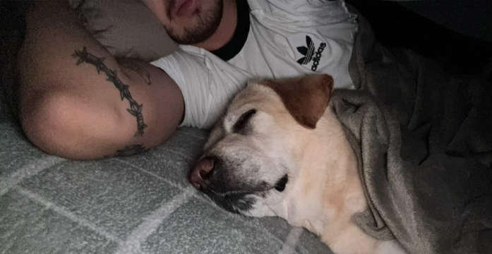 Jasper, labrador do adopcji