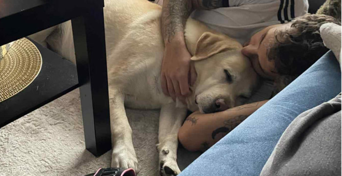 Jasper, labrador do adopcji