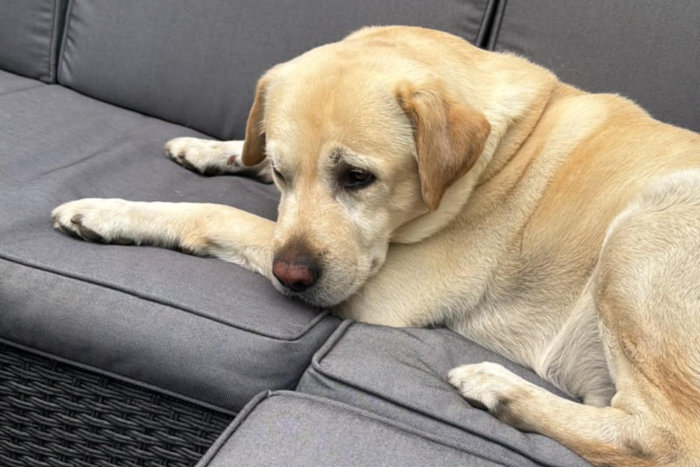 Jasper, labrador do adopcji