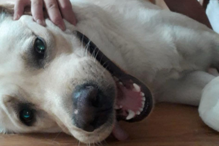 Jasper, labrador do adopcji