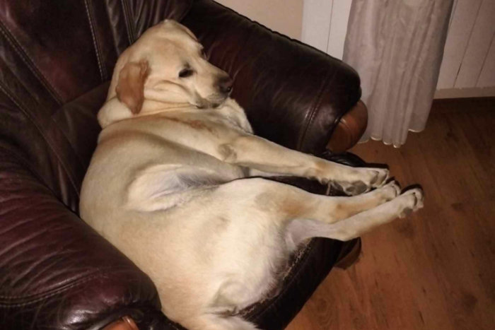 Jasper, labrador do adopcji