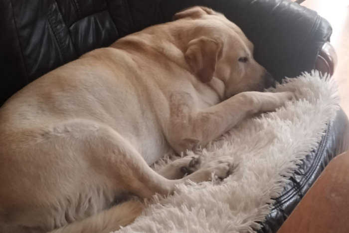 Jasper, labrador do adopcji