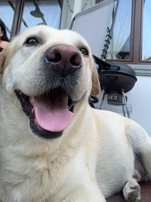 Jasper, labrador do adopcji