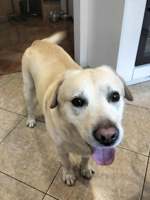 Jasper, labrador do adopcji