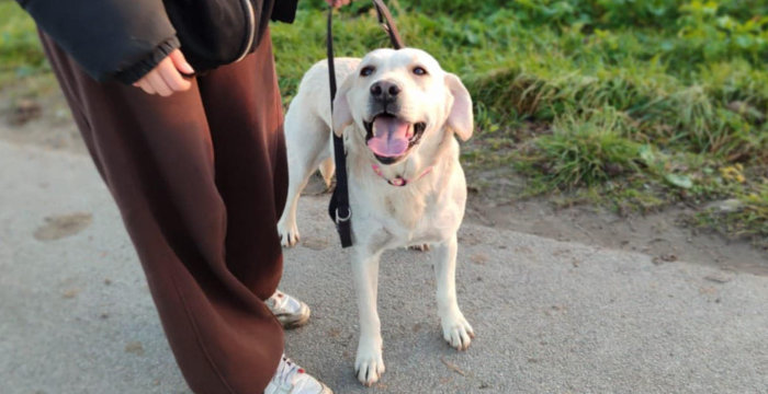 Mela, labradorka do adopcji