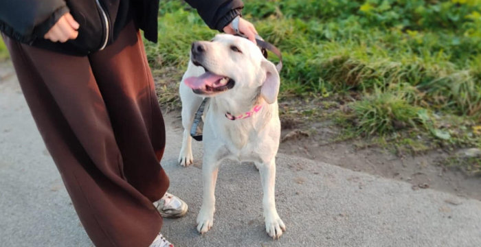 Mela, labradorka do adopcji
