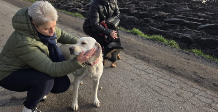 Mela, labradorka do adopcji