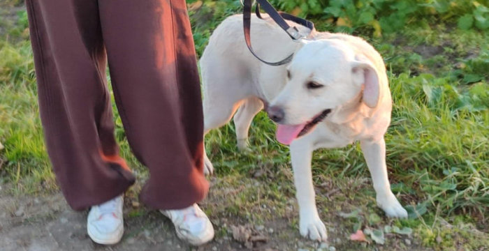 Mela, labradorka do adopcji