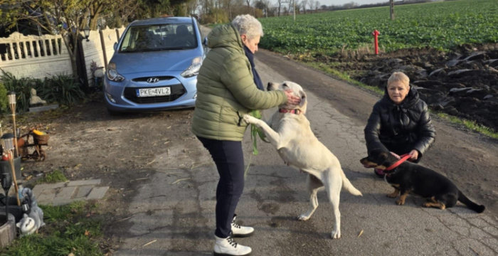 Mela, labradorka do adopcji