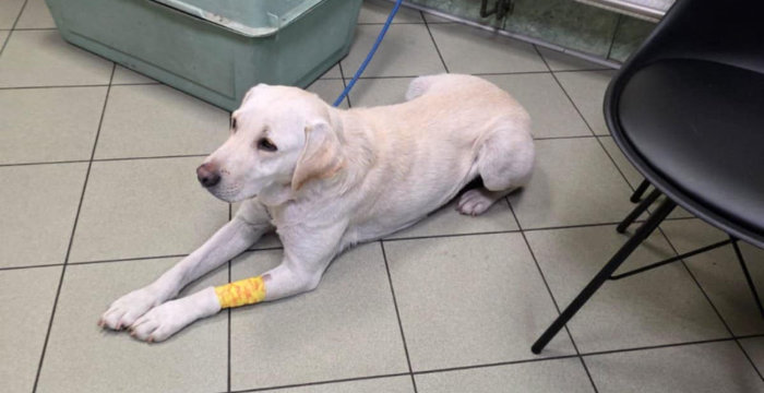 Mela, labradorka do adopcji