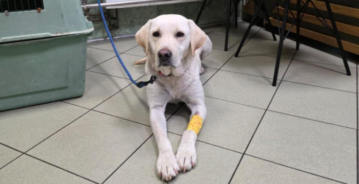Mela, labradorka do adopcji