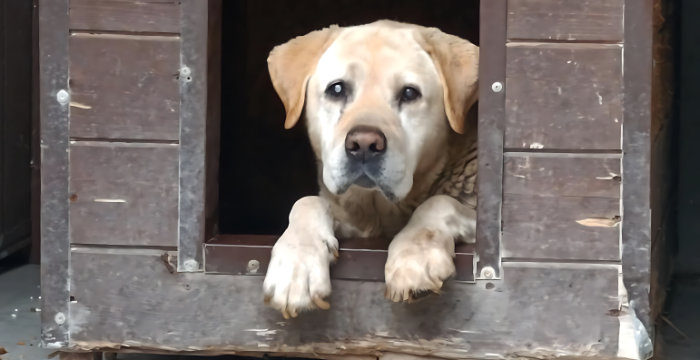 Odi, labrador do adopcji
