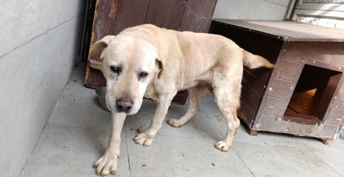 Odi, labrador do adopcji