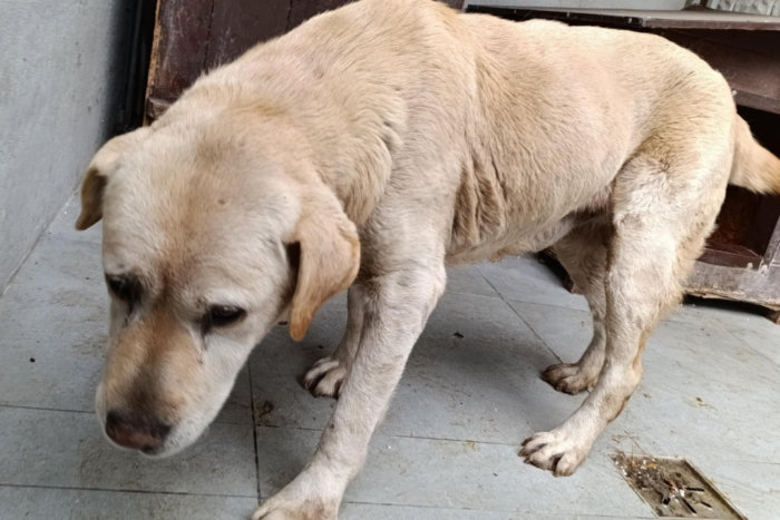 Odi, labrador do adopcji