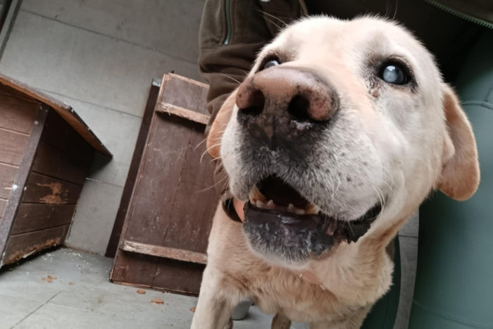 Odi, labrador do adopcji