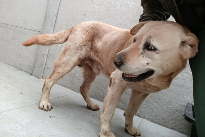 Odi, labrador do adopcji