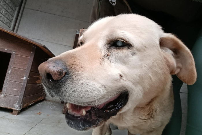 Odi, labrador do adopcji