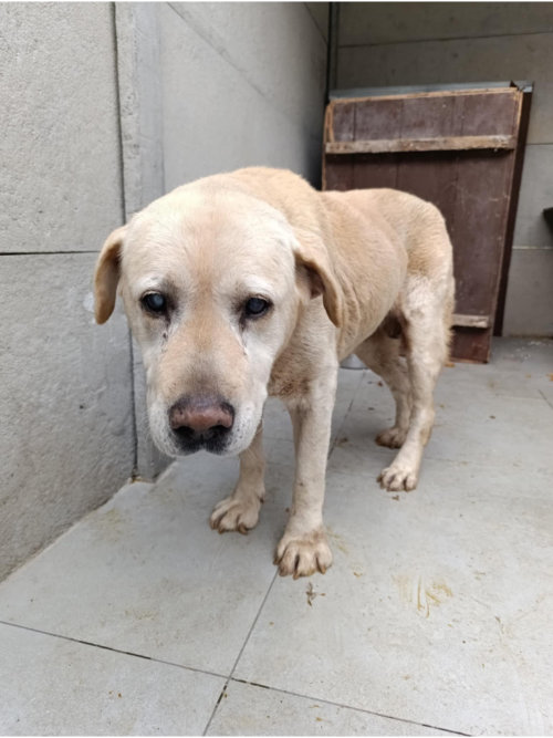 Odi, labrador do adopcji