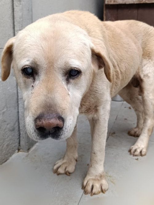 Odi, labrador do adopcji
