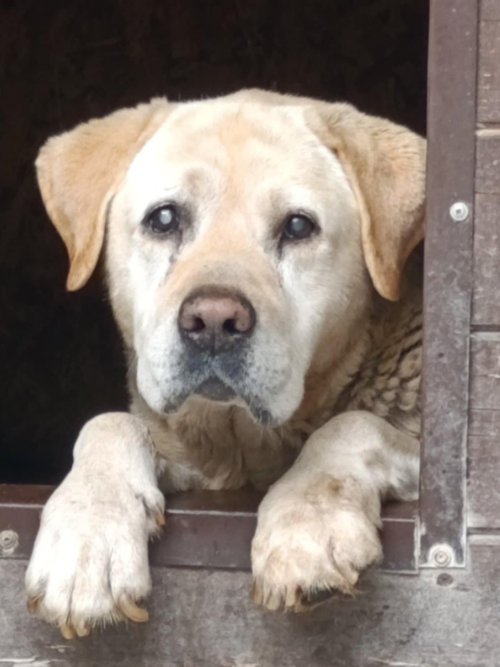 Odi, labrador do adopcji
