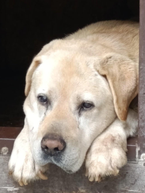 Odi, labrador do adopcji