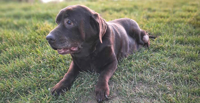 Labradorka Adela