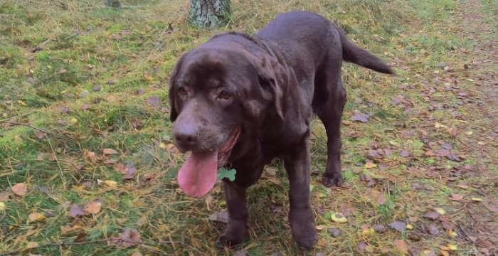 Labradorka Adela